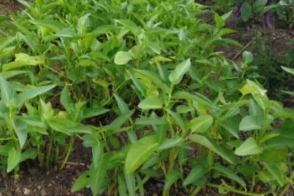 无土栽培空心菜的方法,在浮水材料上面钻孔种植