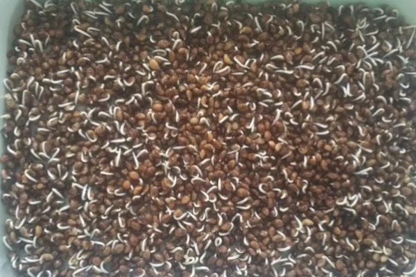 无土栽培空心菜的方法,在浮水材料上面钻孔种植