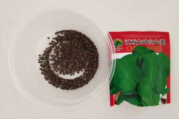 无土栽培空心菜的方法,在浮水材料上面钻孔种植