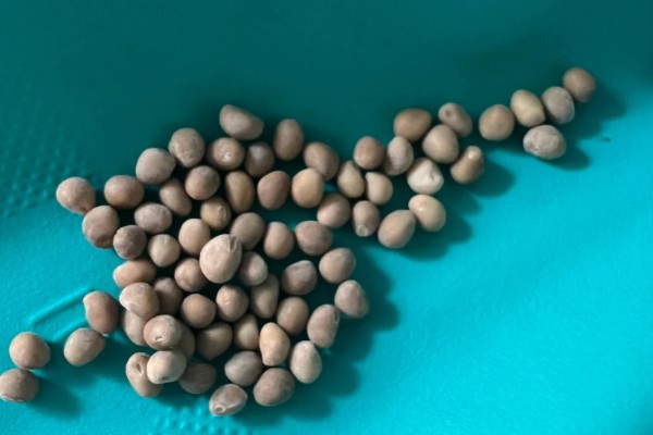 无土栽培空心菜的方法,在浮水材料上面钻孔种植