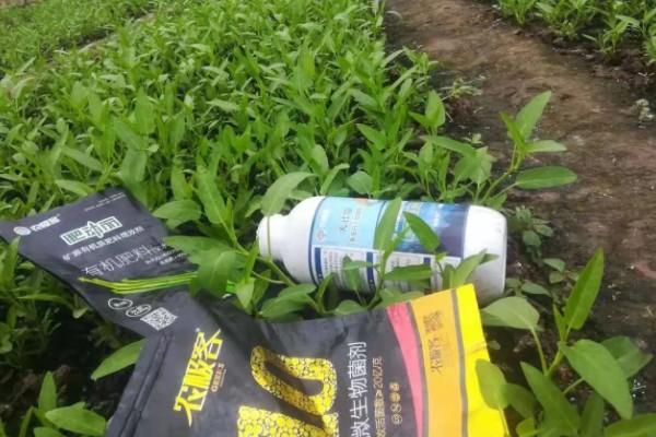 无土栽培空心菜的方法,在浮水材料上面钻孔种植