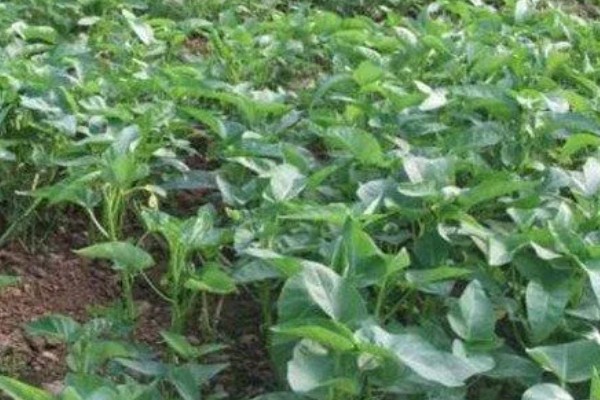 无土栽培空心菜的方法,在浮水材料上面钻孔种植