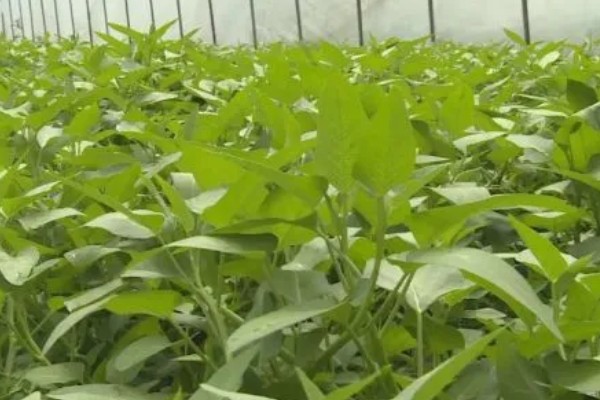 无土栽培空心菜的方法,在浮水材料上面钻孔种植