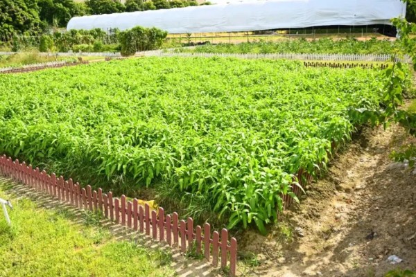 无土栽培空心菜的方法,在浮水材料上面钻孔种植