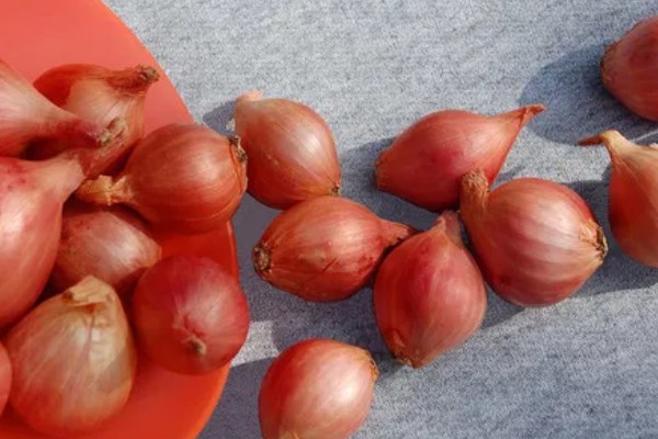 红头葱的种植方法，应与非百合科作物轮作