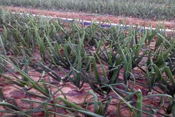 红头葱的种植方法，应与非百合科作物轮作