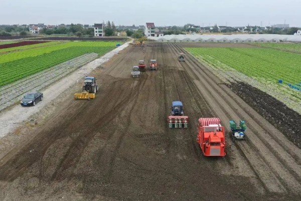 红头葱的种植方法，应与非百合科作物轮作