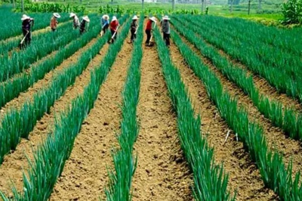 红头葱的种植方法，应与非百合科作物轮作