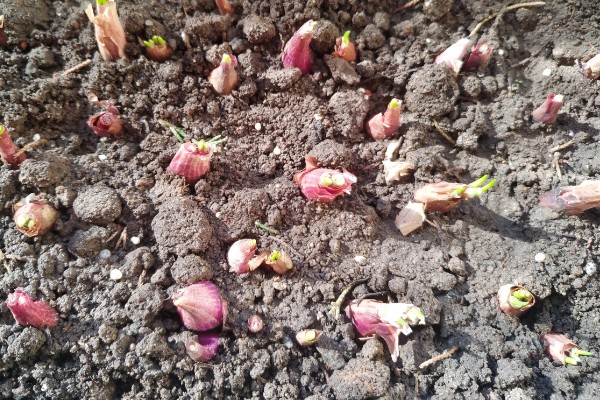 红头葱的种植方法，应与非百合科作物轮作