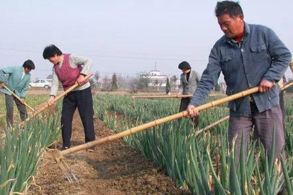 红头葱的种植方法，应与非百合科作物轮作