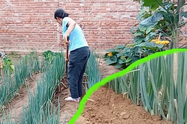 红头葱的种植方法，应与非百合科作物轮作