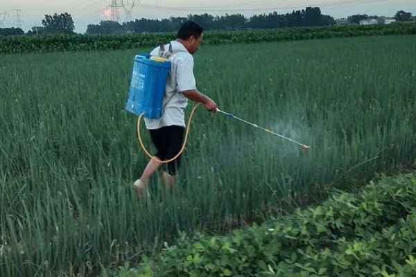 红头葱的种植方法，应与非百合科作物轮作