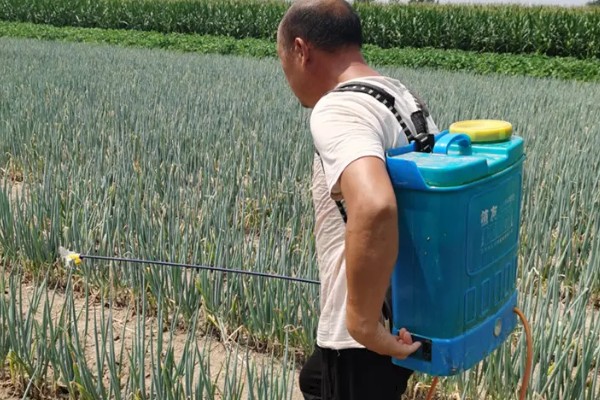 红头葱的种植方法，应与非百合科作物轮作