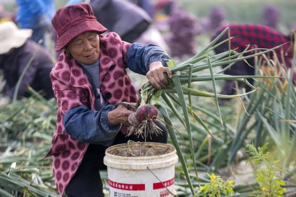 红头葱的种植方法，应与非百合科作物轮作