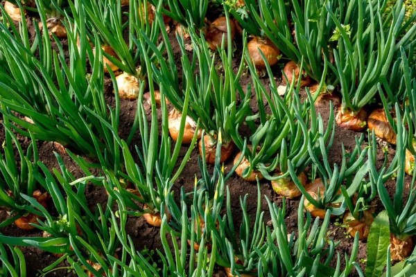 红头葱的种植方法，应与非百合科作物轮作