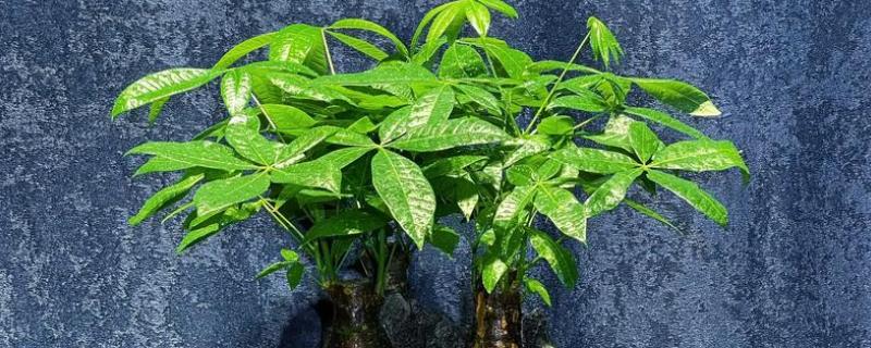 冬天发财树叶子发黄脱落如何挽救，可能是缺少水分造成的