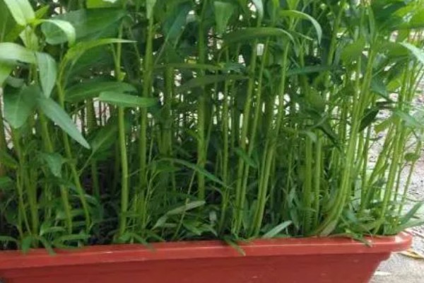 无土栽培空心菜的方法,在浮水材料上面钻孔种植