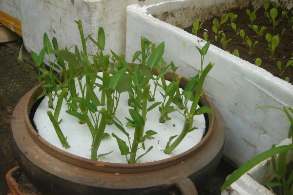 无土栽培空心菜的方法,在浮水材料上面钻孔种植