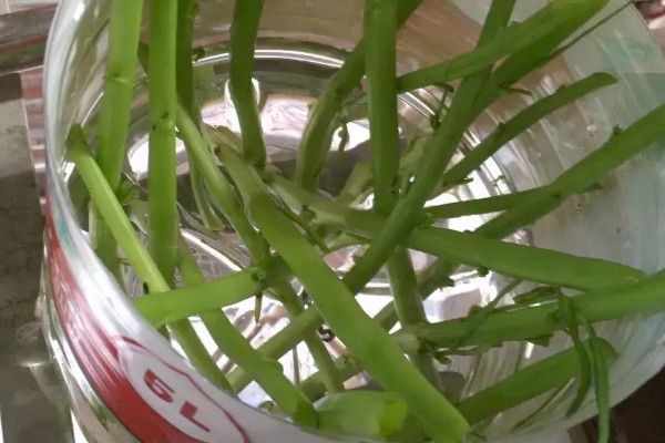 无土栽培空心菜的方法,在浮水材料上面钻孔种植