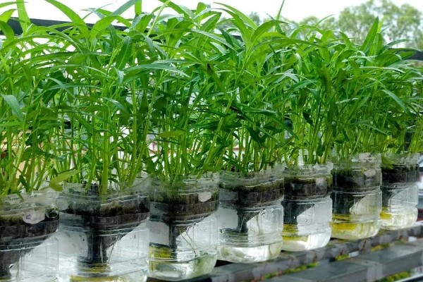 无土栽培空心菜的方法,在浮水材料上面钻孔种植