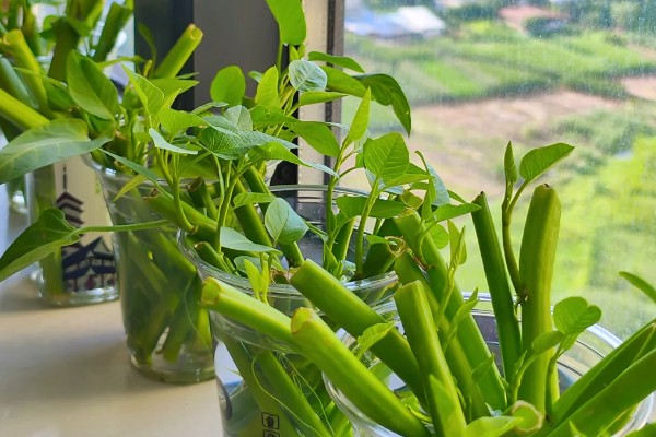 无土栽培空心菜的方法,在浮水材料上面钻孔种植