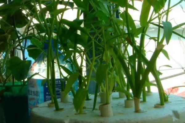 无土栽培空心菜的方法,在浮水材料上面钻孔种植