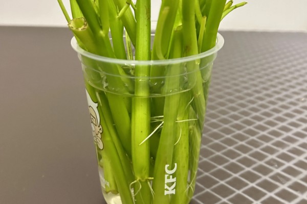 无土栽培空心菜的方法,在浮水材料上面钻孔种植