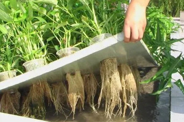 无土栽培空心菜的方法,在浮水材料上面钻孔种植