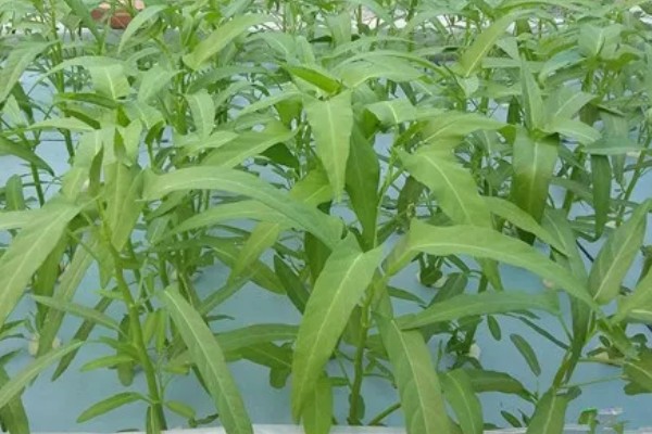 无土栽培空心菜的方法,在浮水材料上面钻孔种植