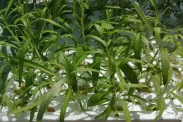 无土栽培空心菜的方法,在浮水材料上面钻孔种植