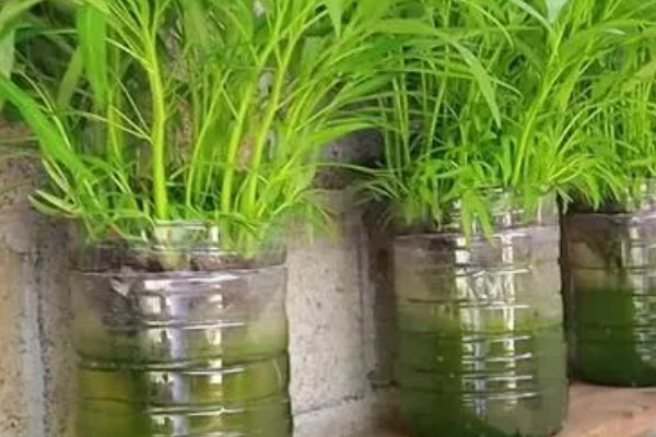 无土栽培空心菜的方法,在浮水材料上面钻孔种植