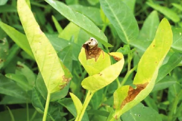 无土栽培空心菜的方法,在浮水材料上面钻孔种植