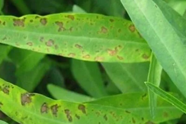 无土栽培空心菜的方法,在浮水材料上面钻孔种植