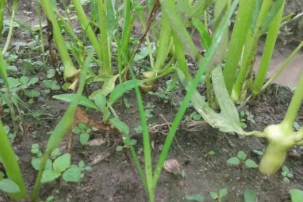 无土栽培空心菜的方法,在浮水材料上面钻孔种植