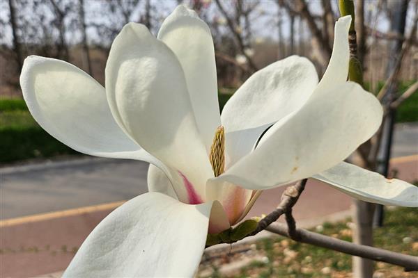 白玉兰花的寓意是什么，寓意报答之心、高尚正直等