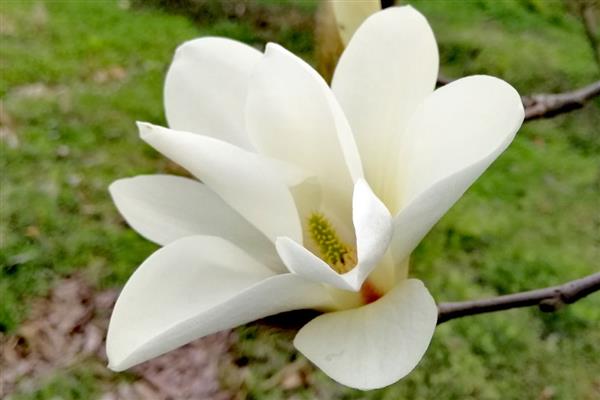 白玉兰花的寓意是什么，寓意报答之心、高尚正直等