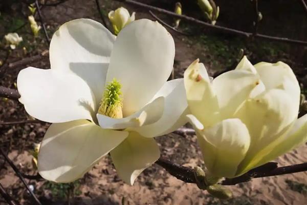 白玉兰花的寓意是什么，寓意报答之心、高尚正直等