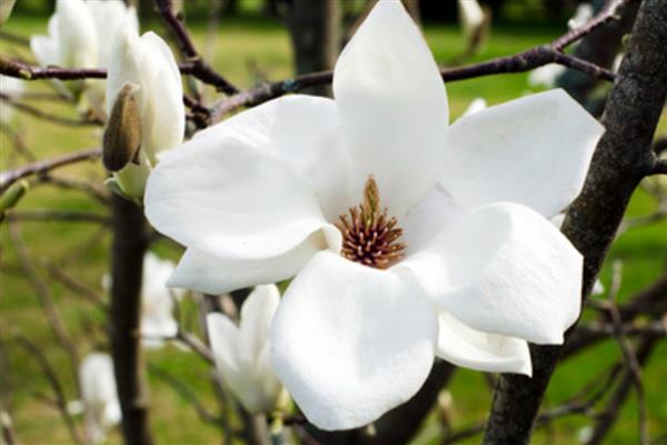 白玉兰花的寓意是什么，寓意报答之心、高尚正直等