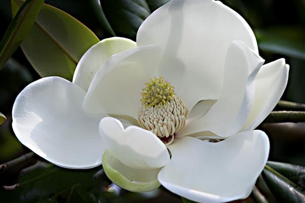 白玉兰花的寓意是什么，寓意报答之心、高尚正直等