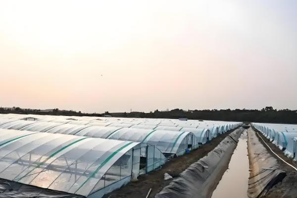 大棚养虾的方法，放苗次日开始投喂开口饲料