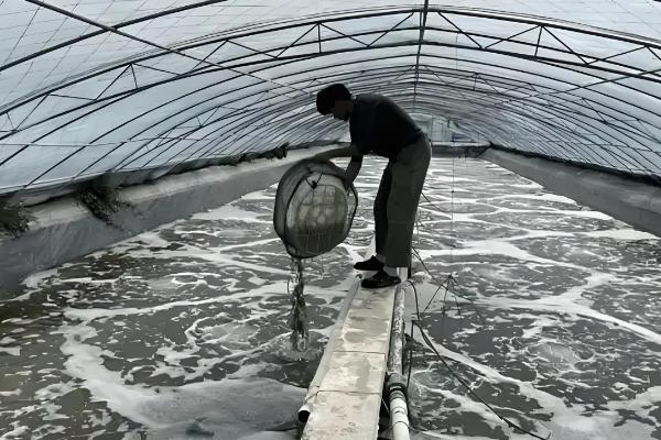 大棚养虾的方法，放苗次日开始投喂开口饲料