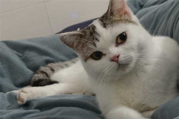 预防猫咪患中耳炎或内耳炎的方法,平时不要经常为它洗澡以防耳朵进水