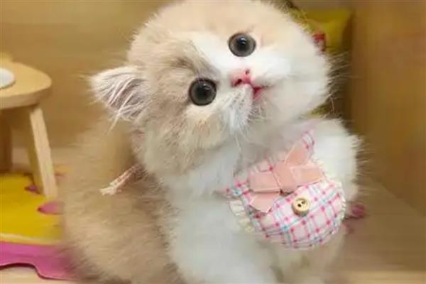 预防猫咪患中耳炎或内耳炎的方法,平时不要经常为它洗澡以防耳朵进水