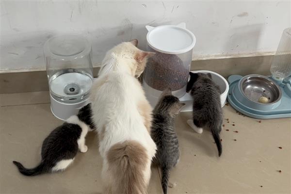 预防猫咪患中耳炎或内耳炎的方法,平时不要经常为它洗澡以防耳朵进水