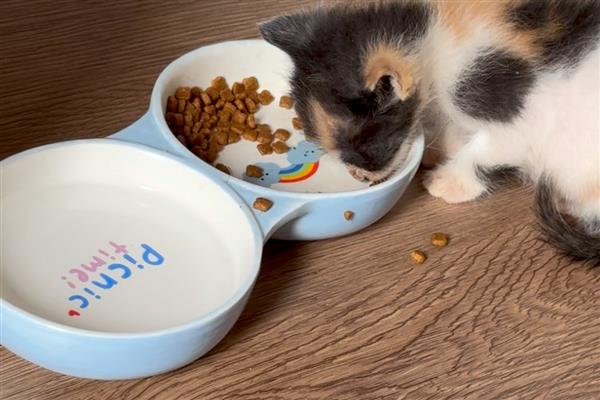 预防猫咪患中耳炎或内耳炎的方法,平时不要经常为它洗澡以防耳朵进水