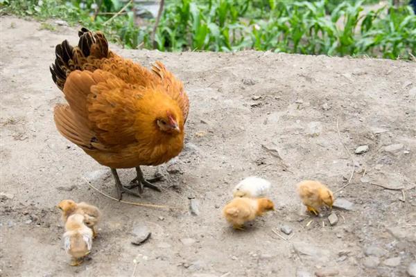 小鸡仔能吃蚯蚓吗，小鸡仔可以吃蚯蚓