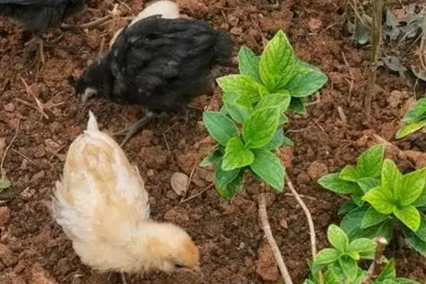 小鸡仔能吃蚯蚓吗，小鸡仔可以吃蚯蚓