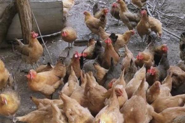 小鸡仔能吃蚯蚓吗，小鸡仔可以吃蚯蚓