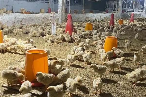 小鸡仔能吃蚯蚓吗，小鸡仔可以吃蚯蚓