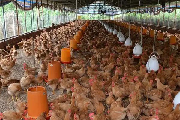 小鸡仔能吃蚯蚓吗，小鸡仔可以吃蚯蚓